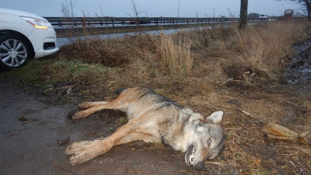 U silnice na Prostějovsku našli mrtvého vlka